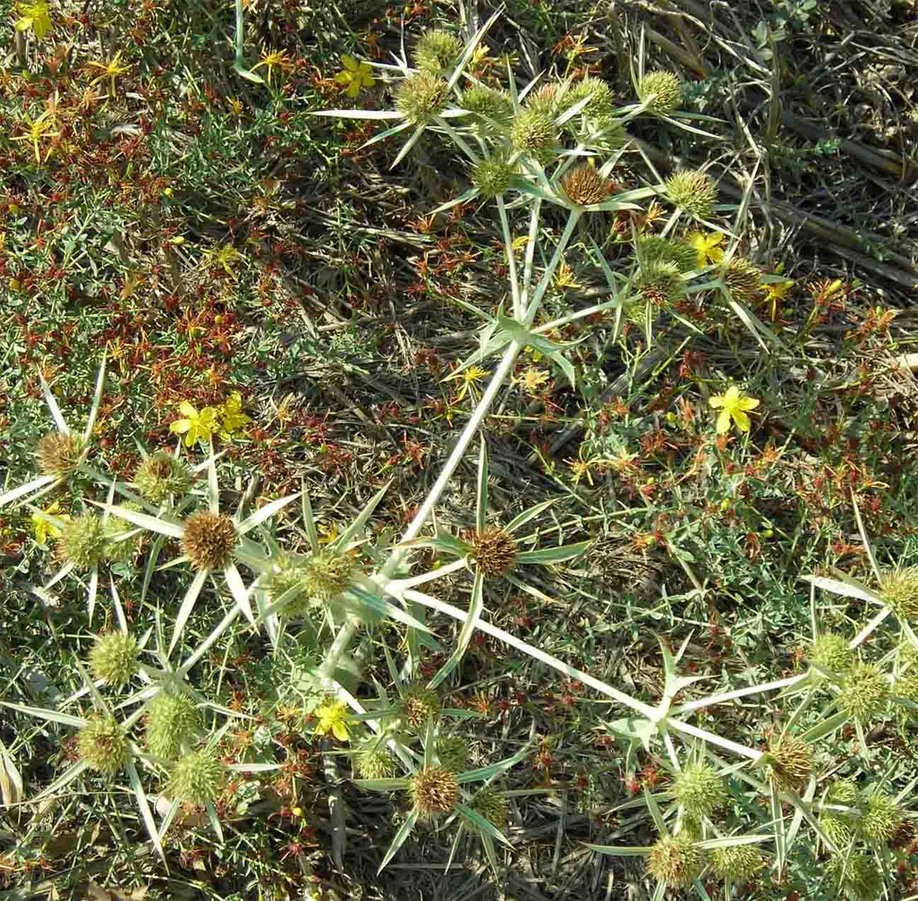 Eryngium campestre / Calcatreppola campestre